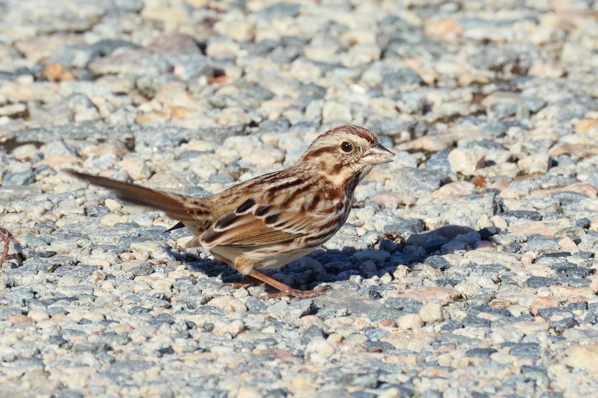 strnadec zpěvný - ML645834049