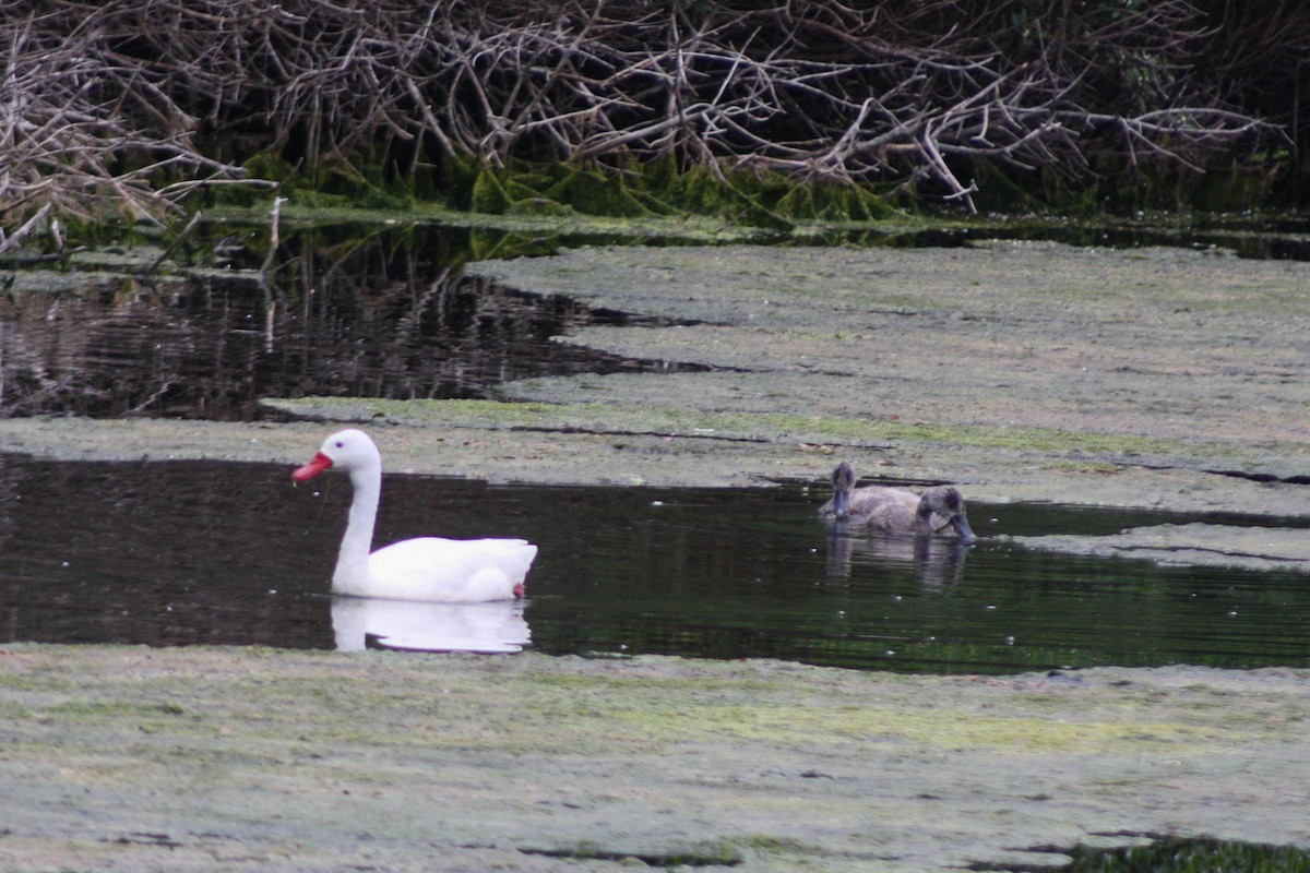 Coscoroba Swan - ML645834082