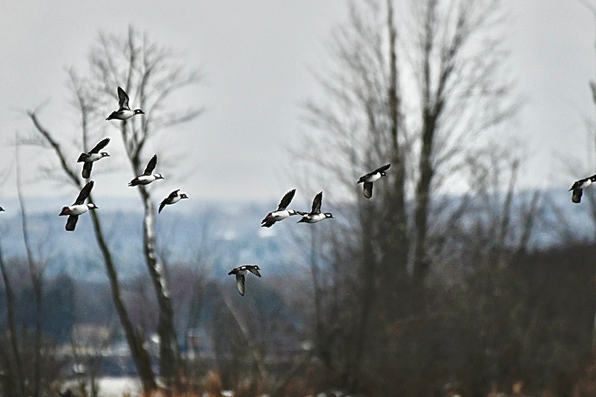 Гоголь-головастик - ML645834084