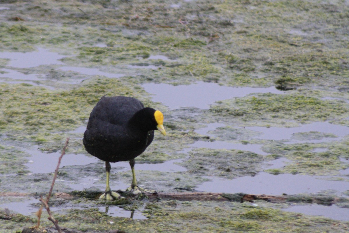 White-winged Coot - ML645834098