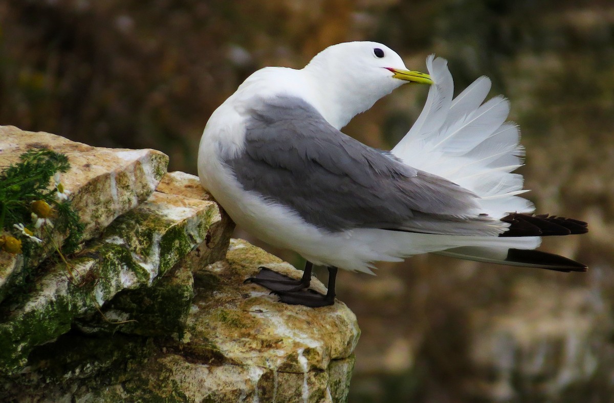 Kara Ayaklı Martı - ML645834112