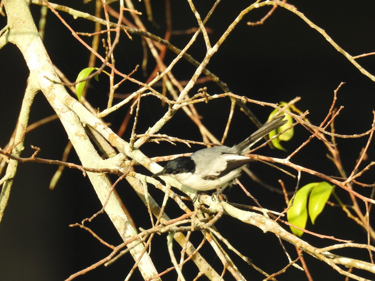 Tropical Gnatcatcher - ML645834119
