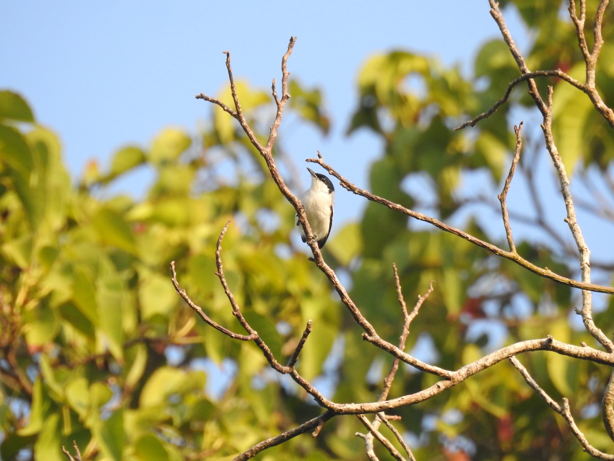 Tropical Gnatcatcher - ML645834120
