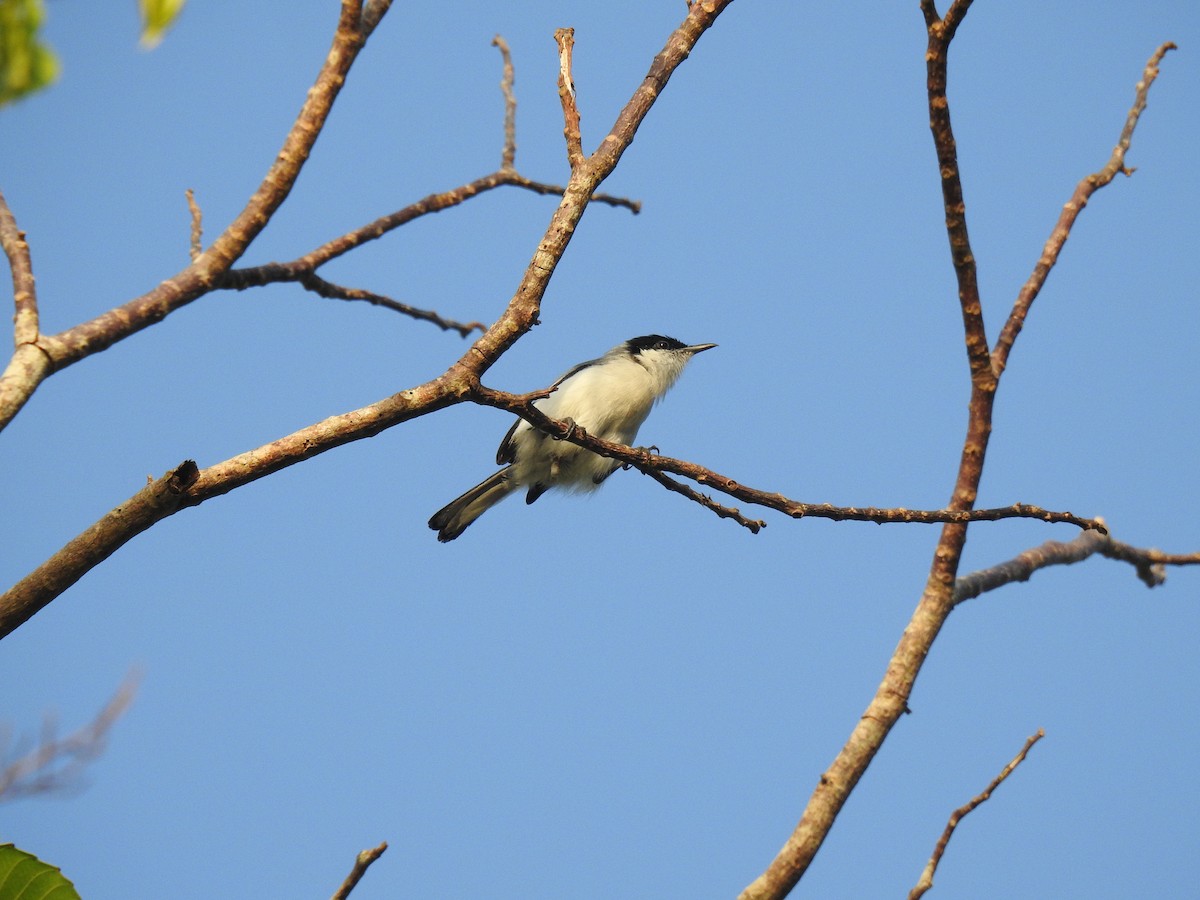 Tropical Gnatcatcher - ML645834121