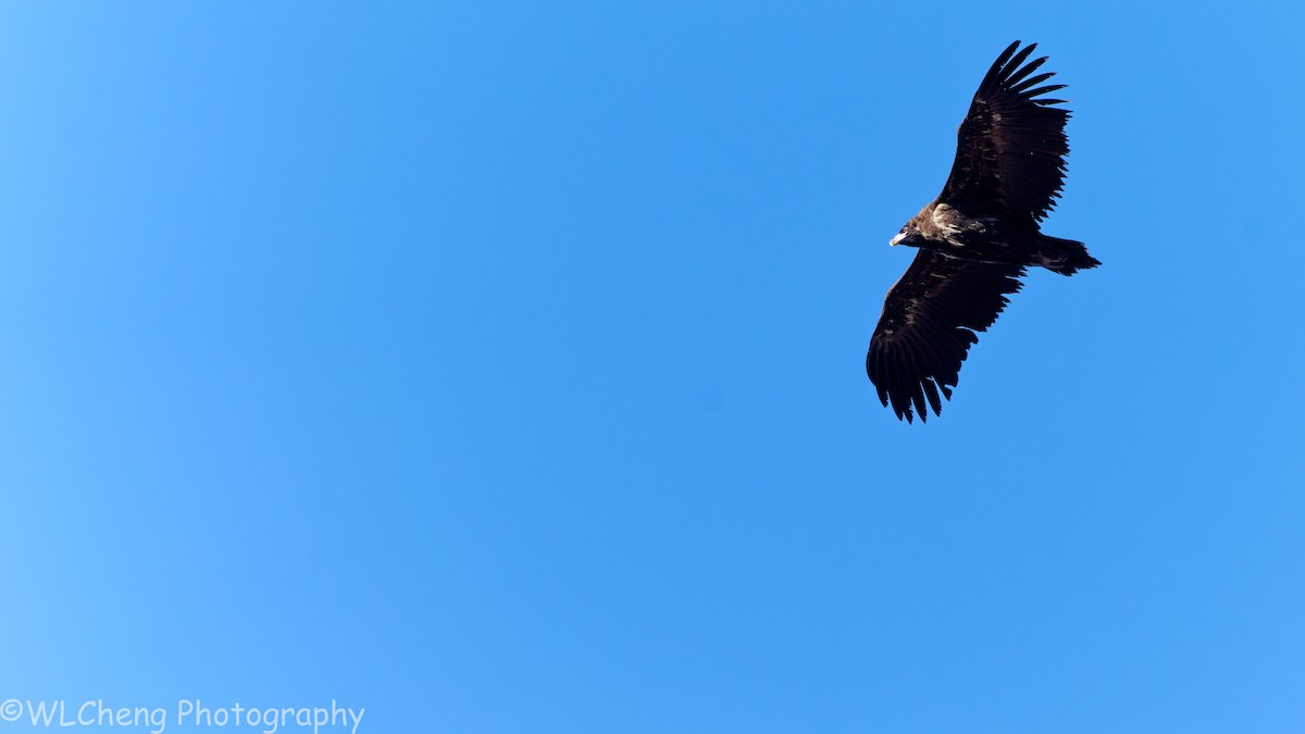 sup hnědý - ML645834143