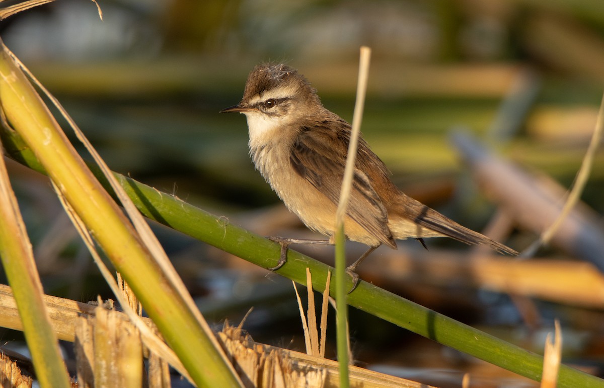 Moustached Warbler - ML645834150