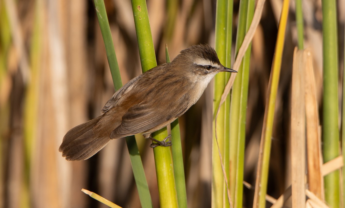 Moustached Warbler - ML645834152
