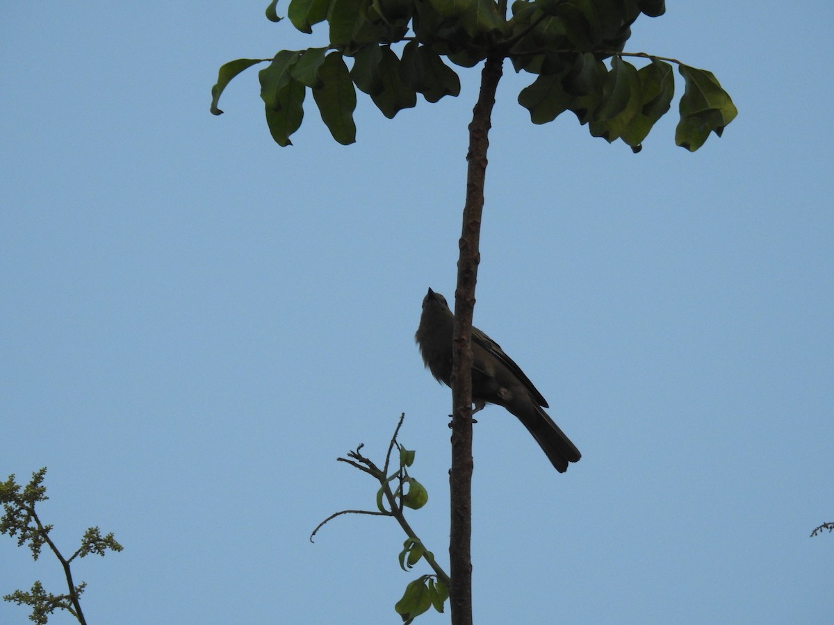 Tangara Palmera - ML645834174