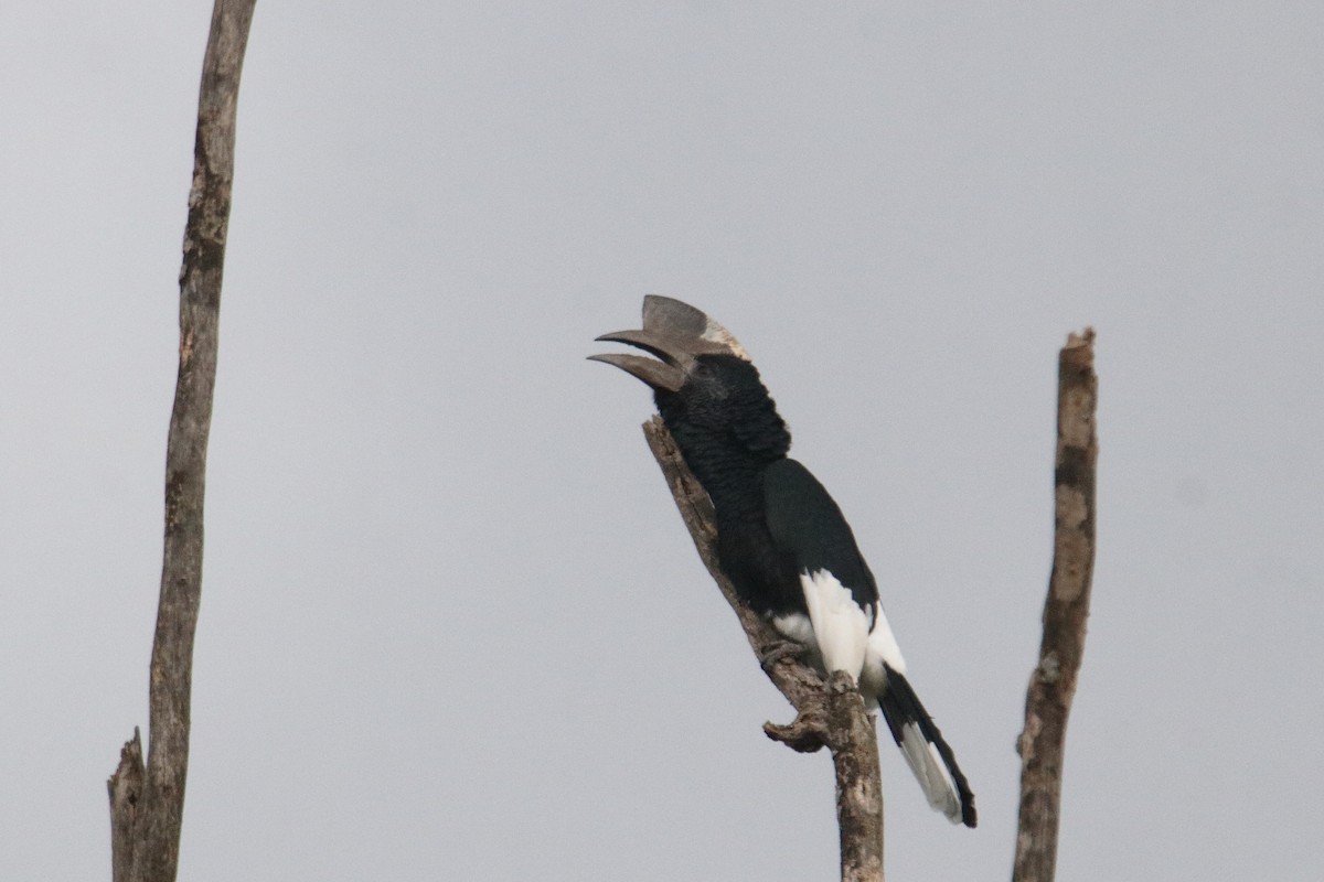 Black-and-white-casqued Hornbill - ML645834175