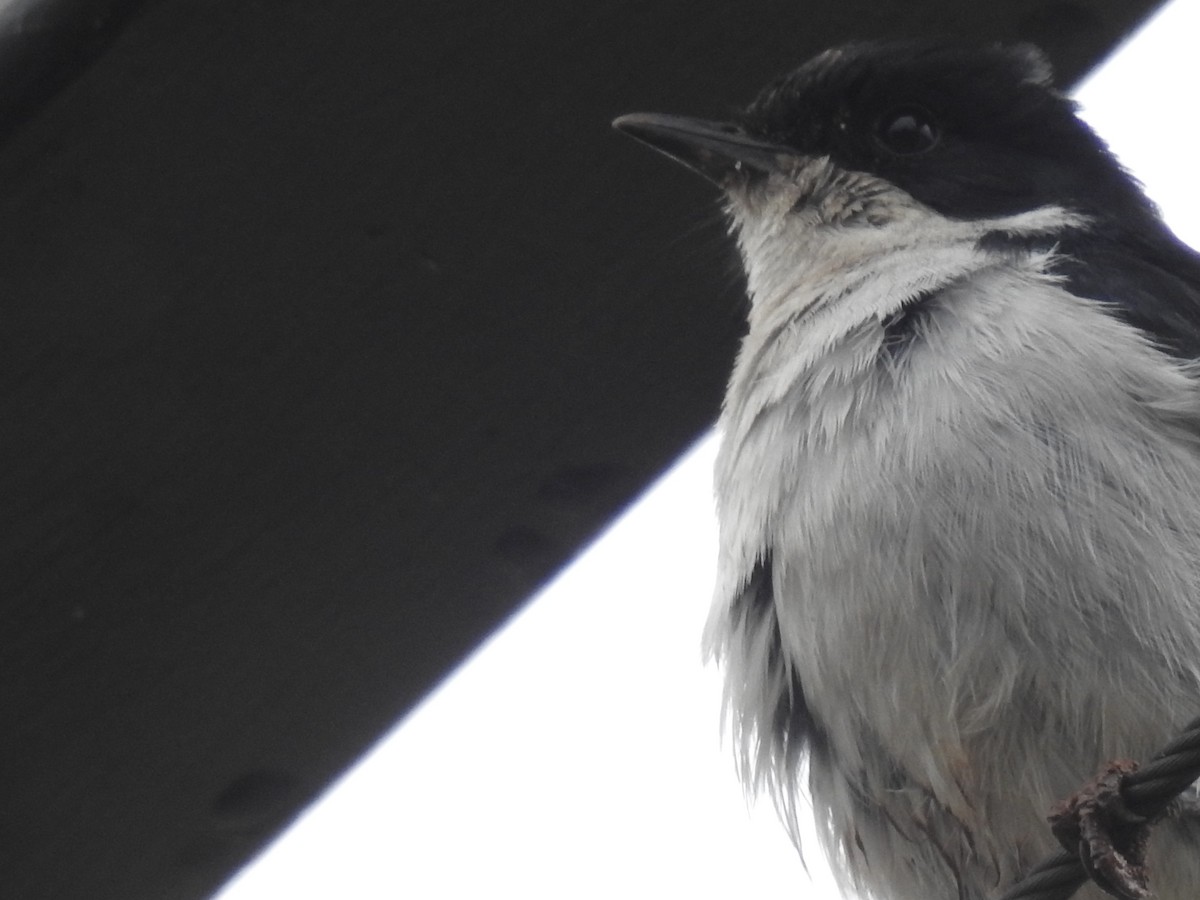 Fiscal Flycatcher - ML645834189