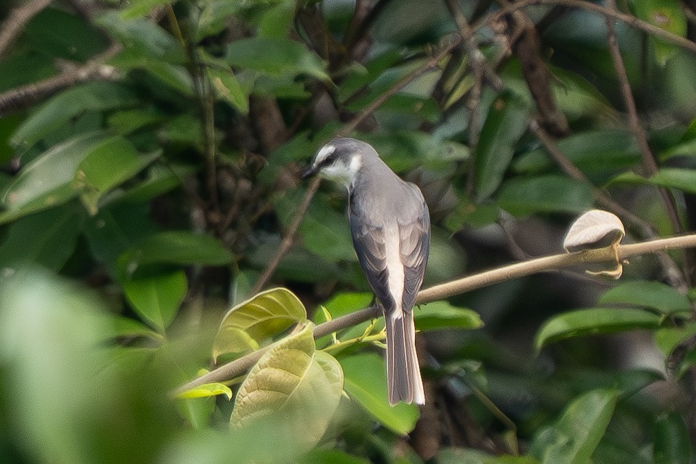 Brown-rumped Minivet - ML645834192