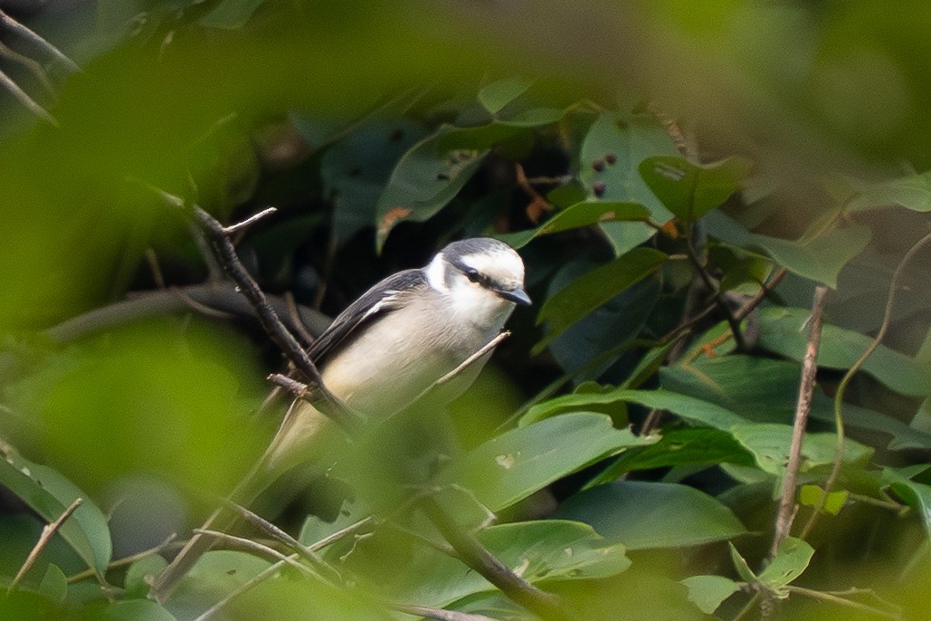 Brown-rumped Minivet - ML645834193