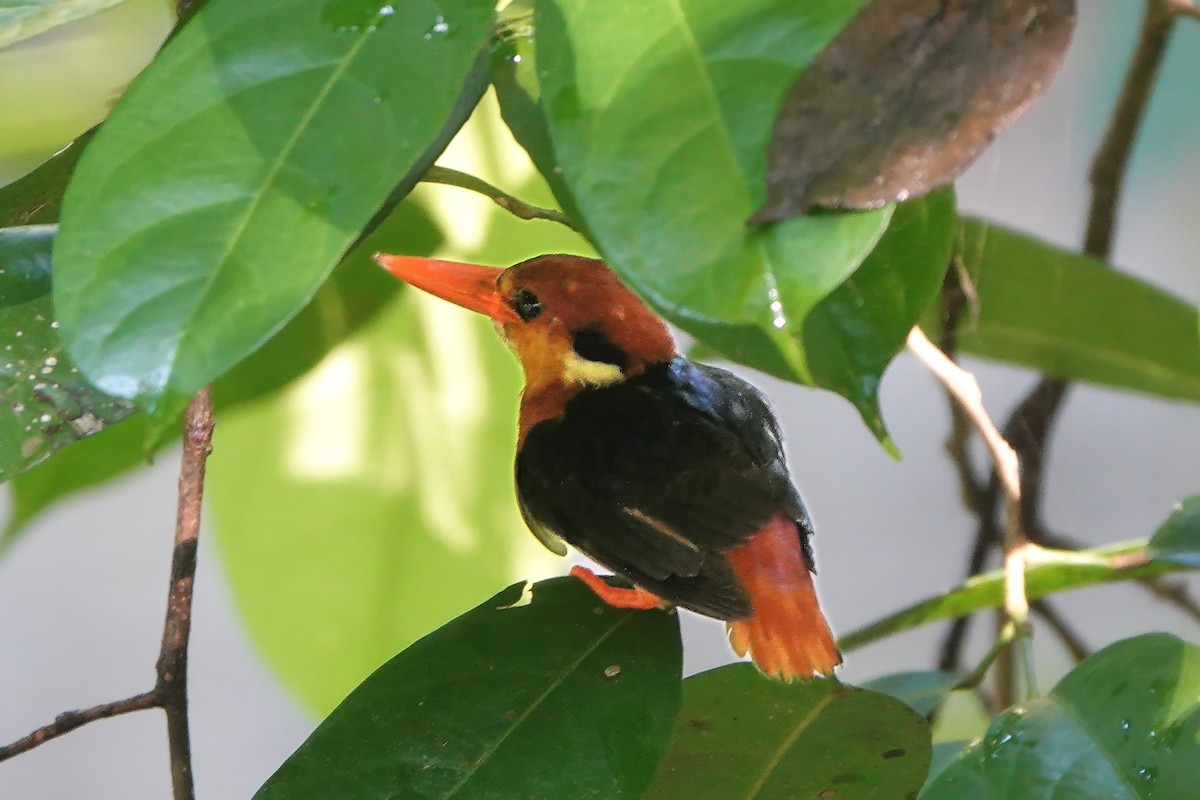 Black-backed Dwarf-Kingfisher - ML645834220