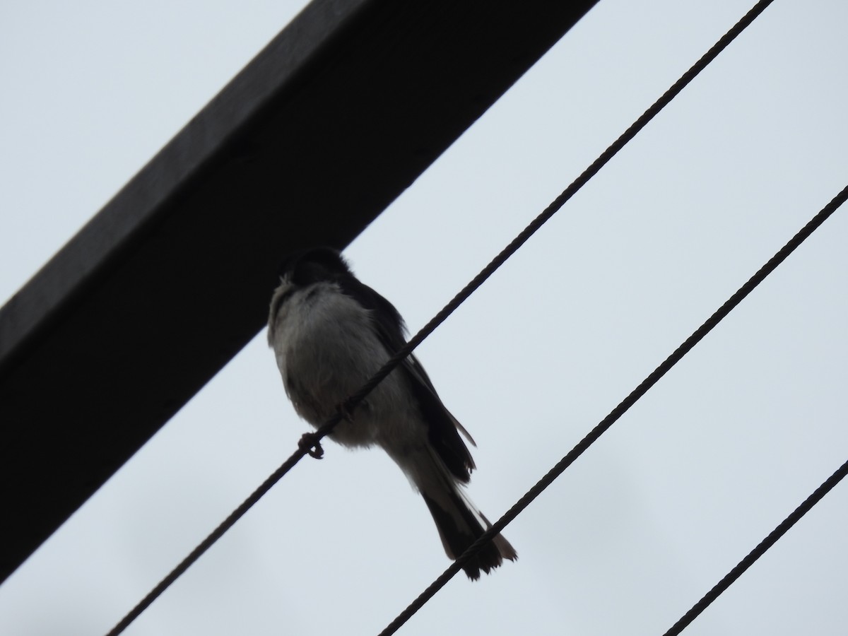 Fiscal Flycatcher - ML645834236