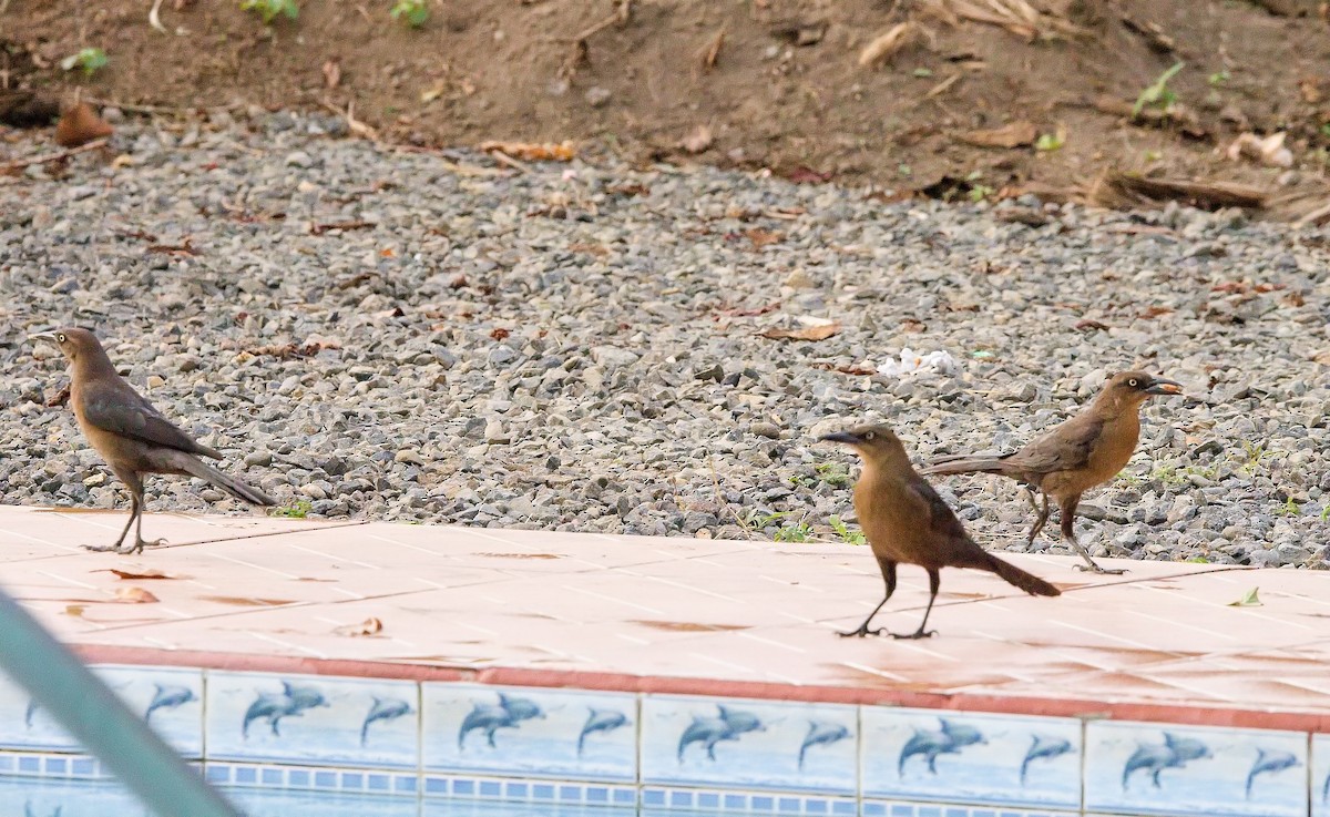 Great-tailed Grackle - ML645834257