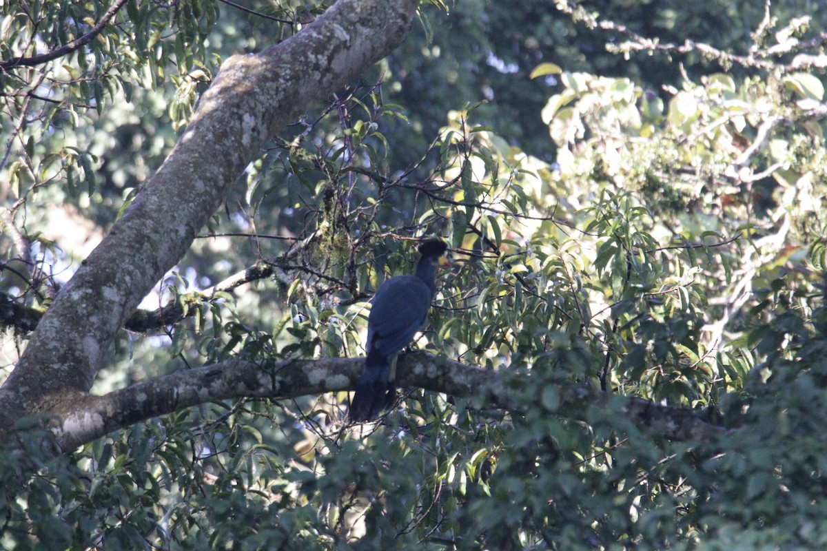 Great Blue Turaco - ML645834259