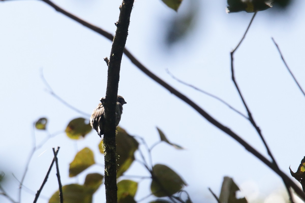 Least Honeyguide - ML645834272