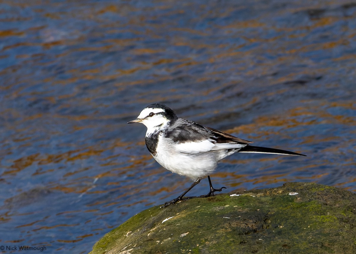 linerle (lugens) (hvitvingeerle) - ML645834276