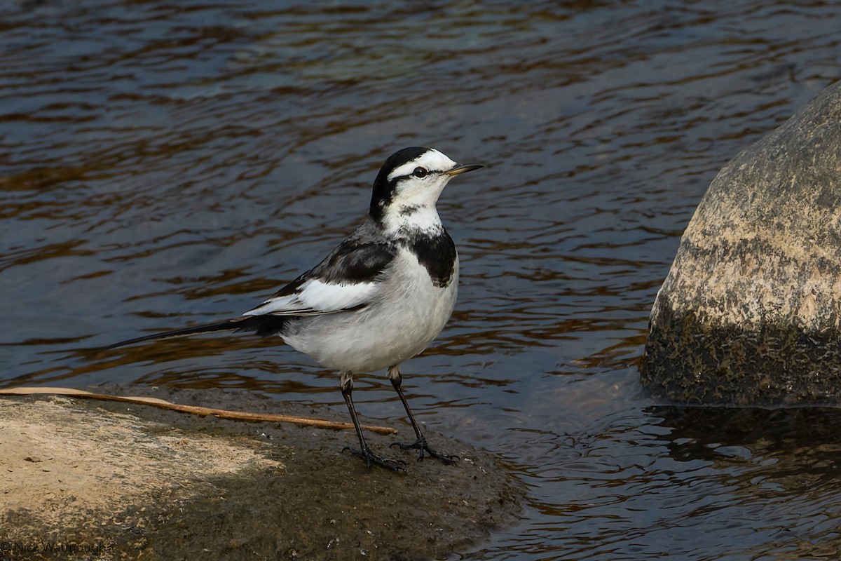 linerle (lugens) (hvitvingeerle) - ML645834277