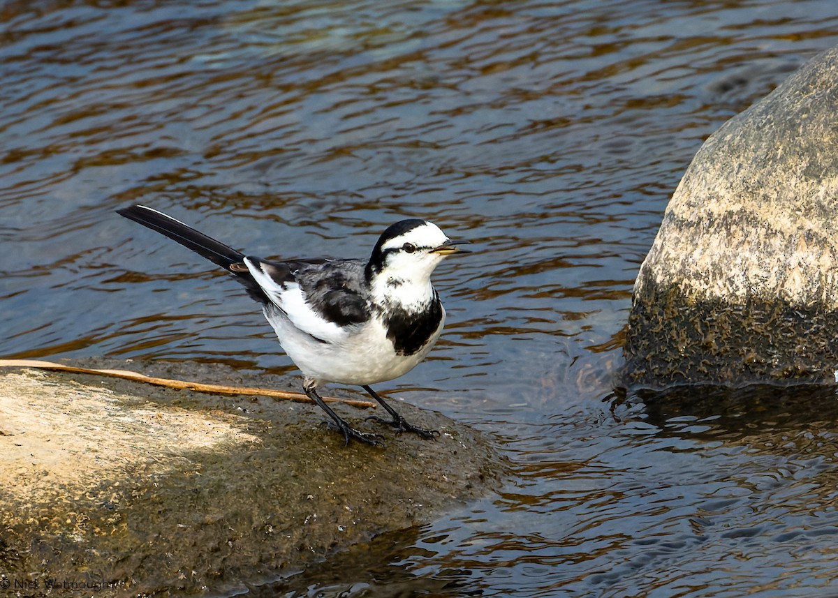 linerle (lugens) (hvitvingeerle) - ML645834278