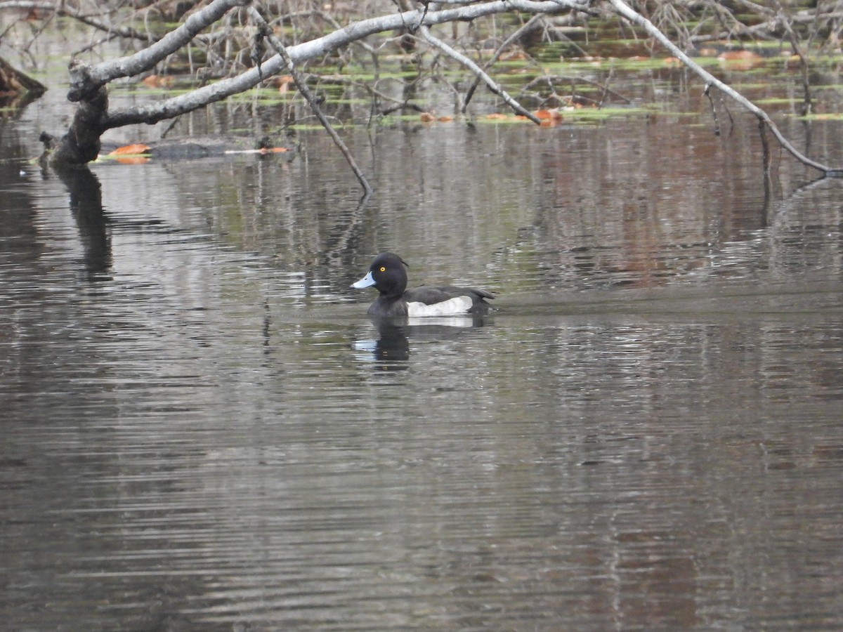 toppand - ML645834284