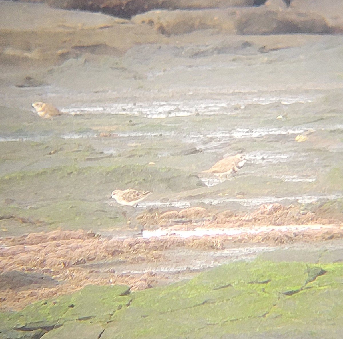 Double-banded Plover - ML645834297
