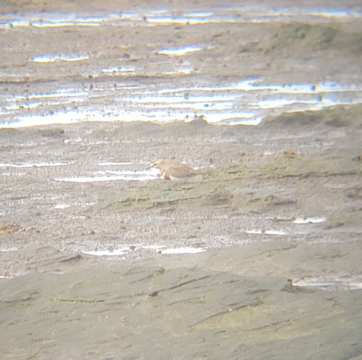 Double-banded Plover - ML645834298