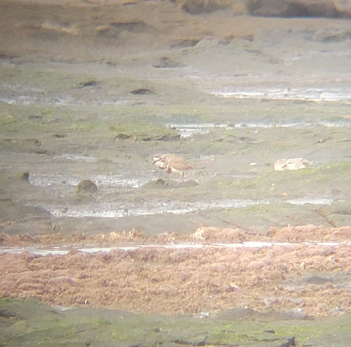 Double-banded Plover - ML645834299