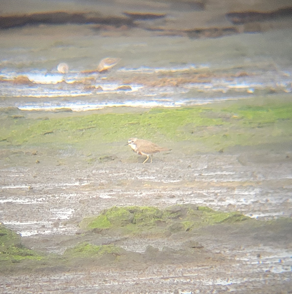 Double-banded Plover - ML645834300