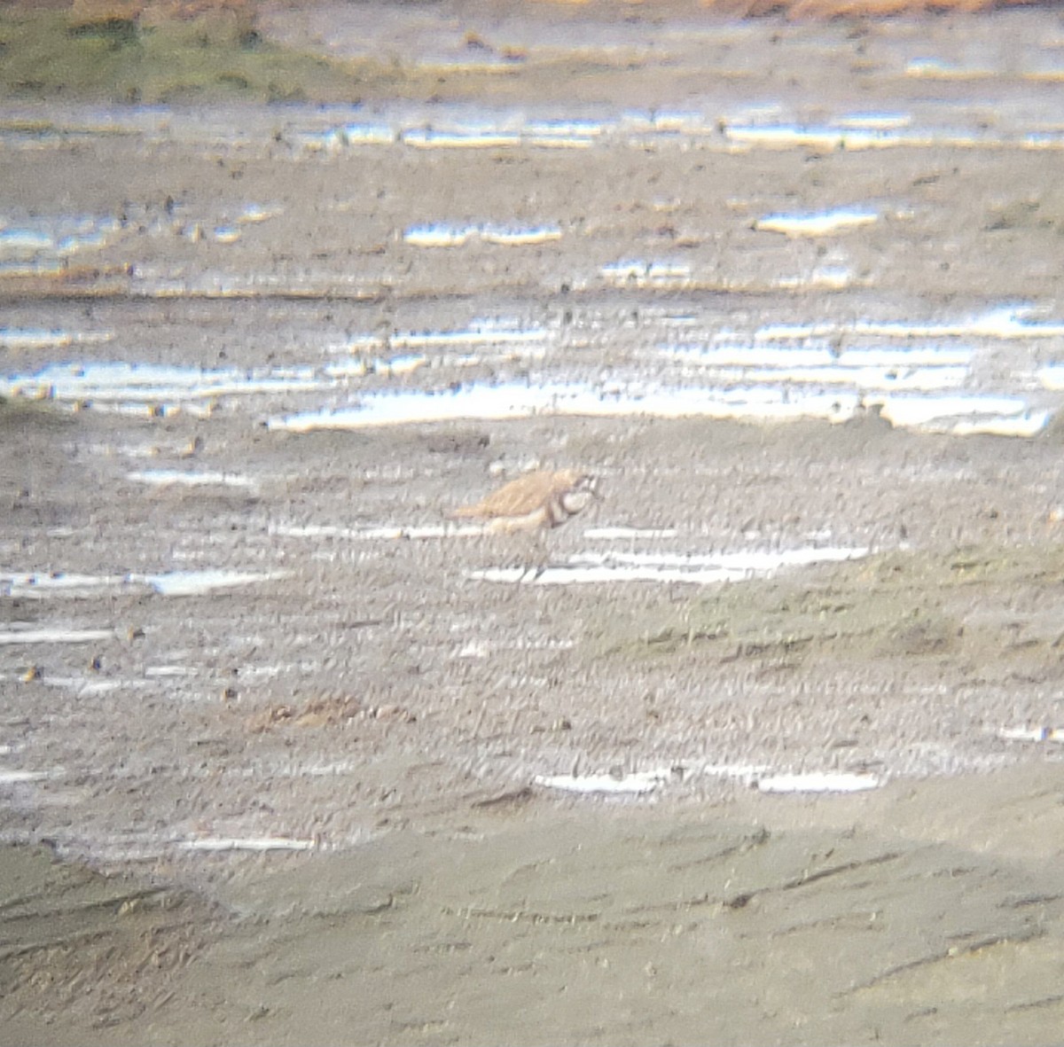 Double-banded Plover - ML645834301