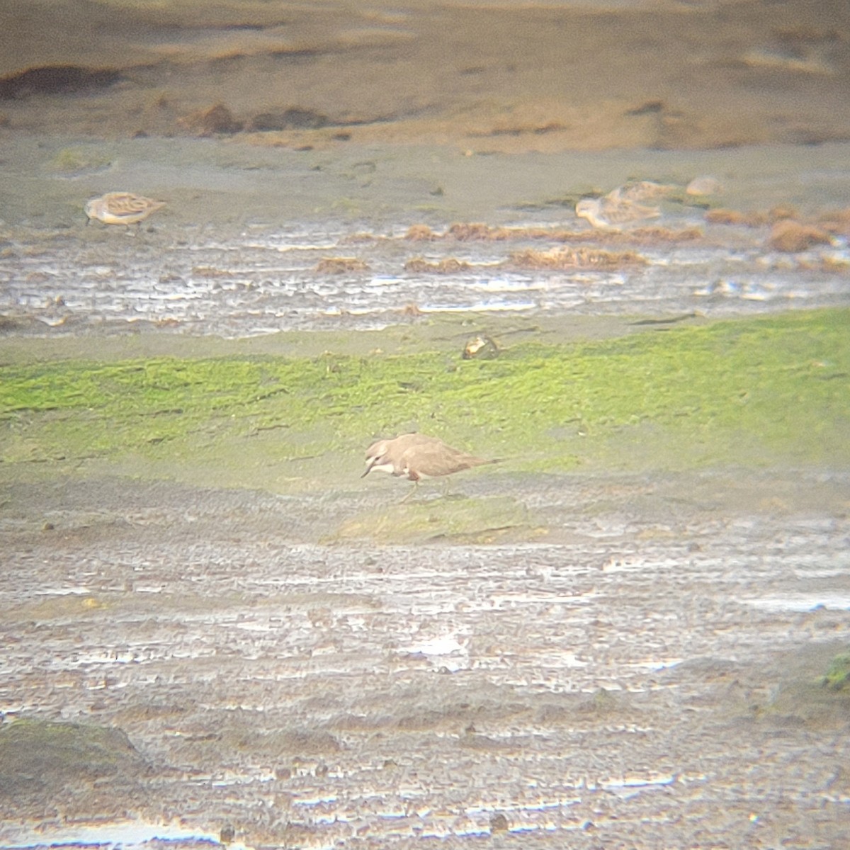 Double-banded Plover - ML645834302