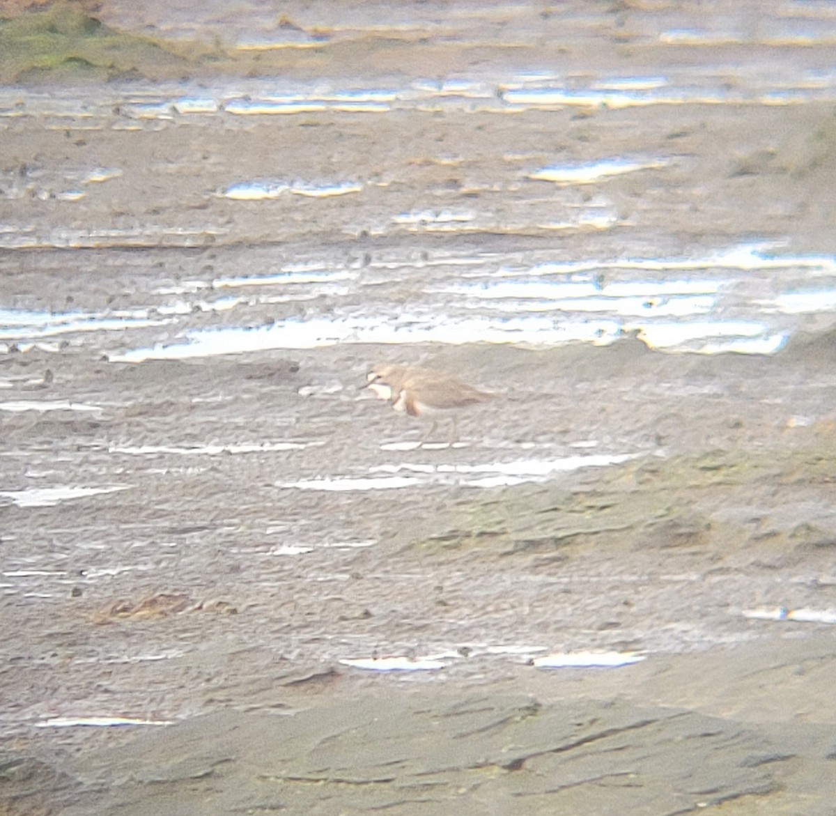 Double-banded Plover - ML645834303