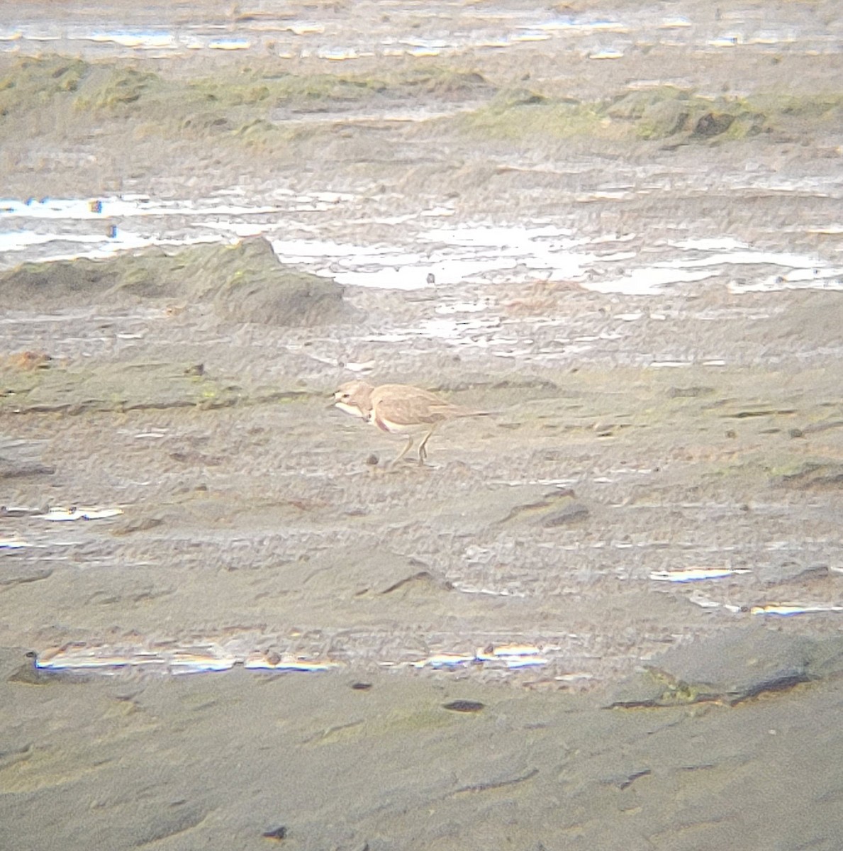 Double-banded Plover - ML645834304