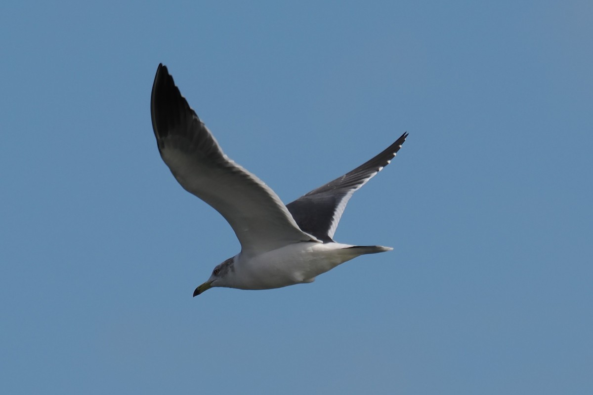 japanmåke - ML645834311