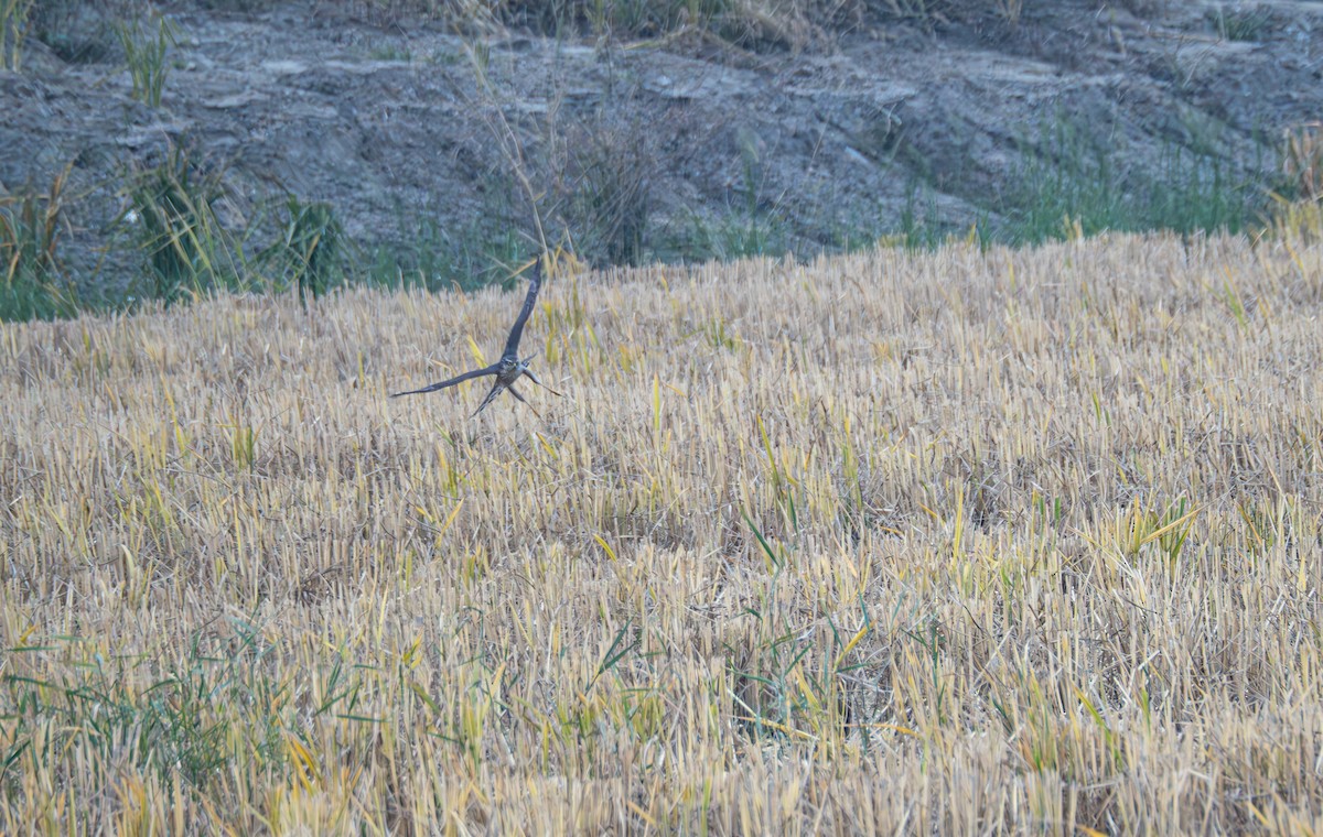 ハイタカ - ML645834332