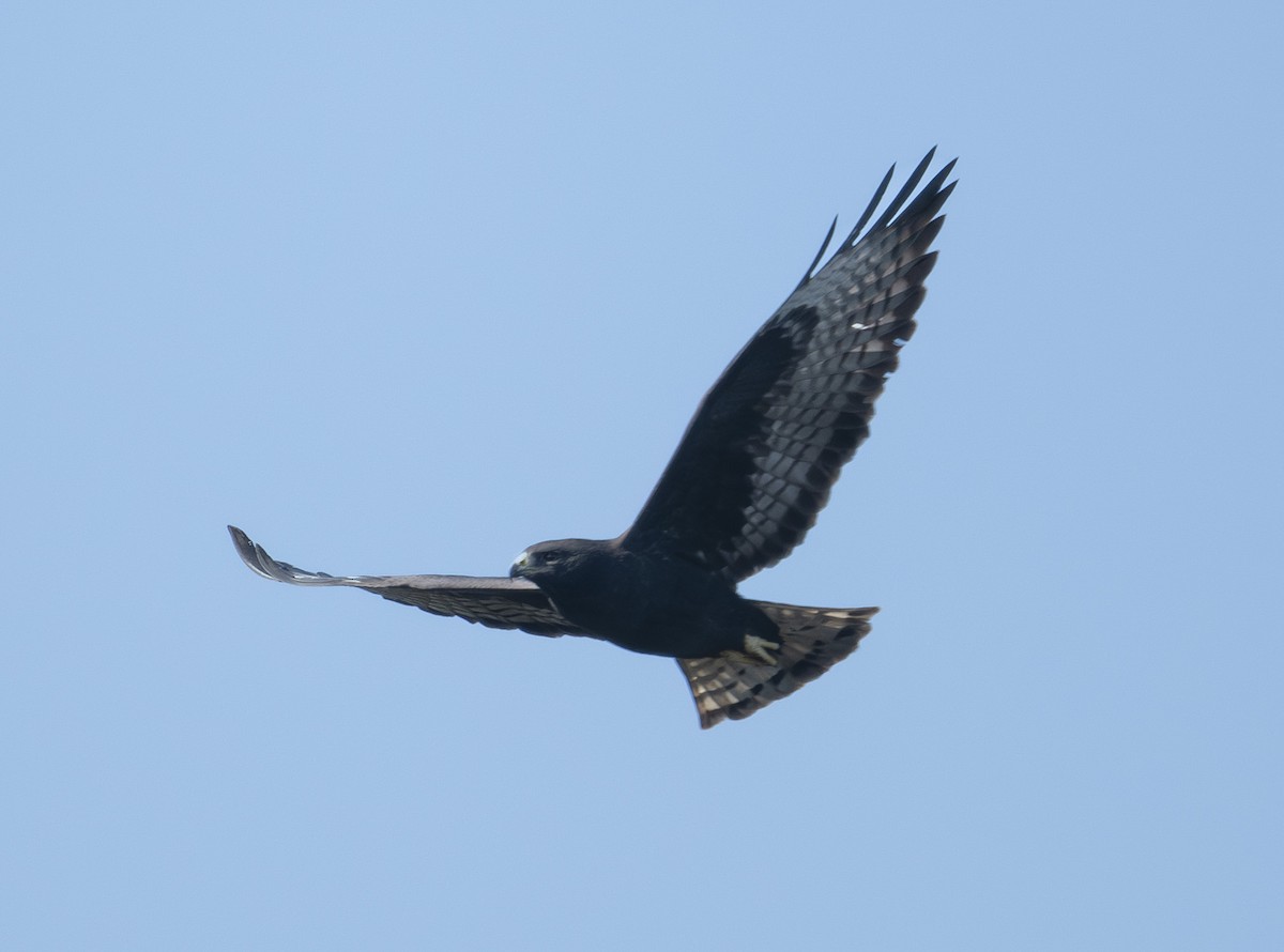 Short-tailed Hawk - ML645834333