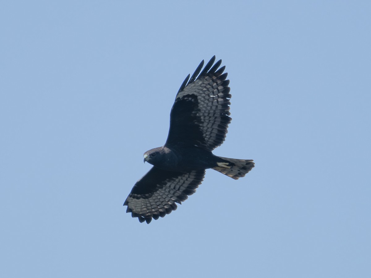 Short-tailed Hawk - ML645834334
