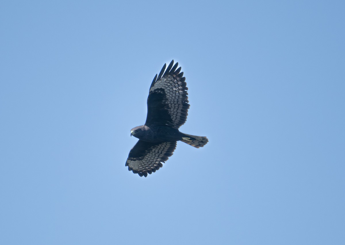 Short-tailed Hawk - ML645834335