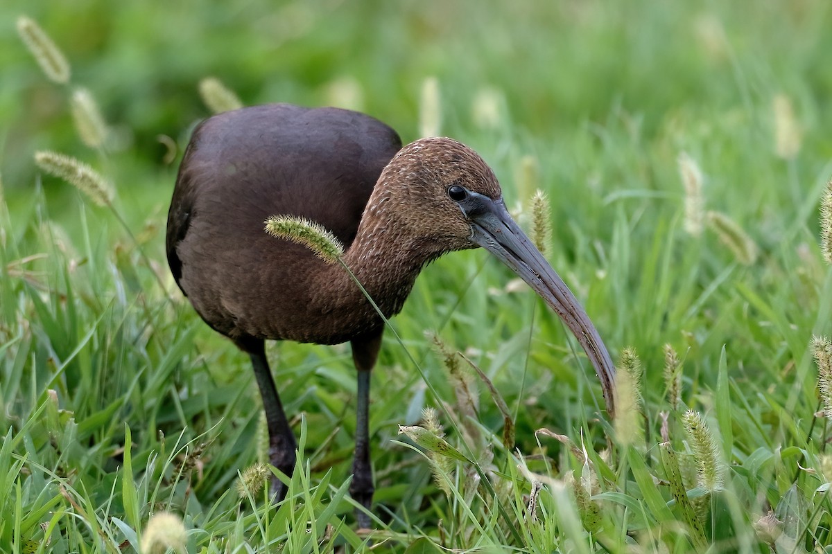 Mignattaio - ML645834339