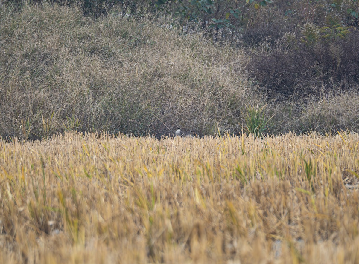 ハイタカ - ML645834372