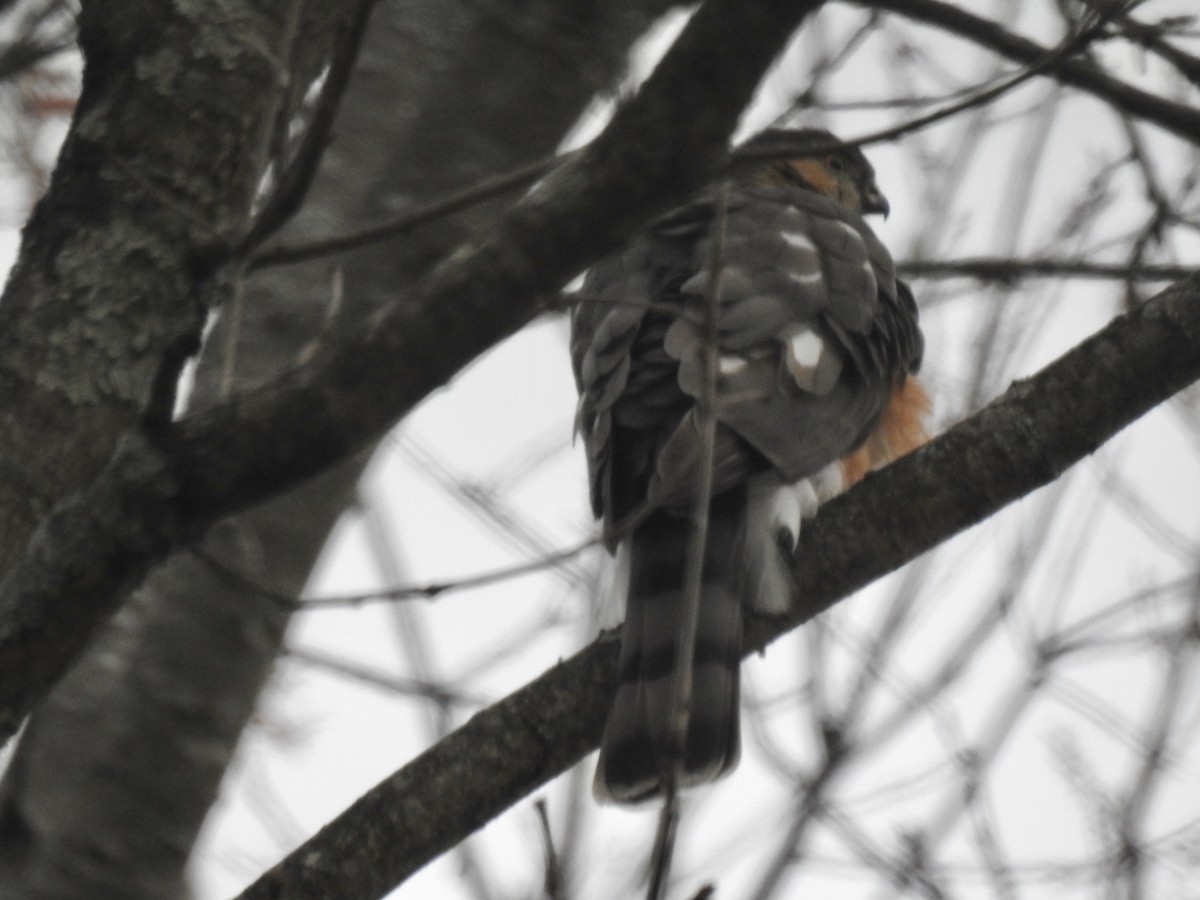 Sharp-shinned Hawk - ML645834373
