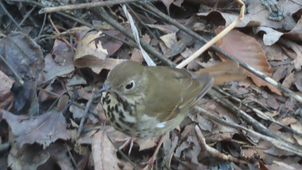 Hermit Thrush - ML645834382
