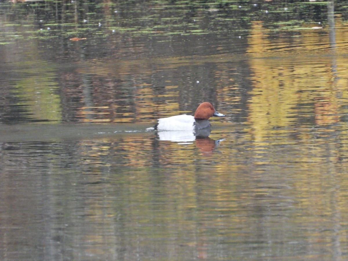 taffeland - ML645834394