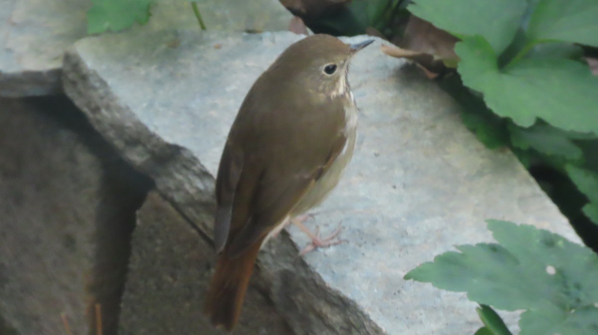 Hermit Thrush - ML645834406