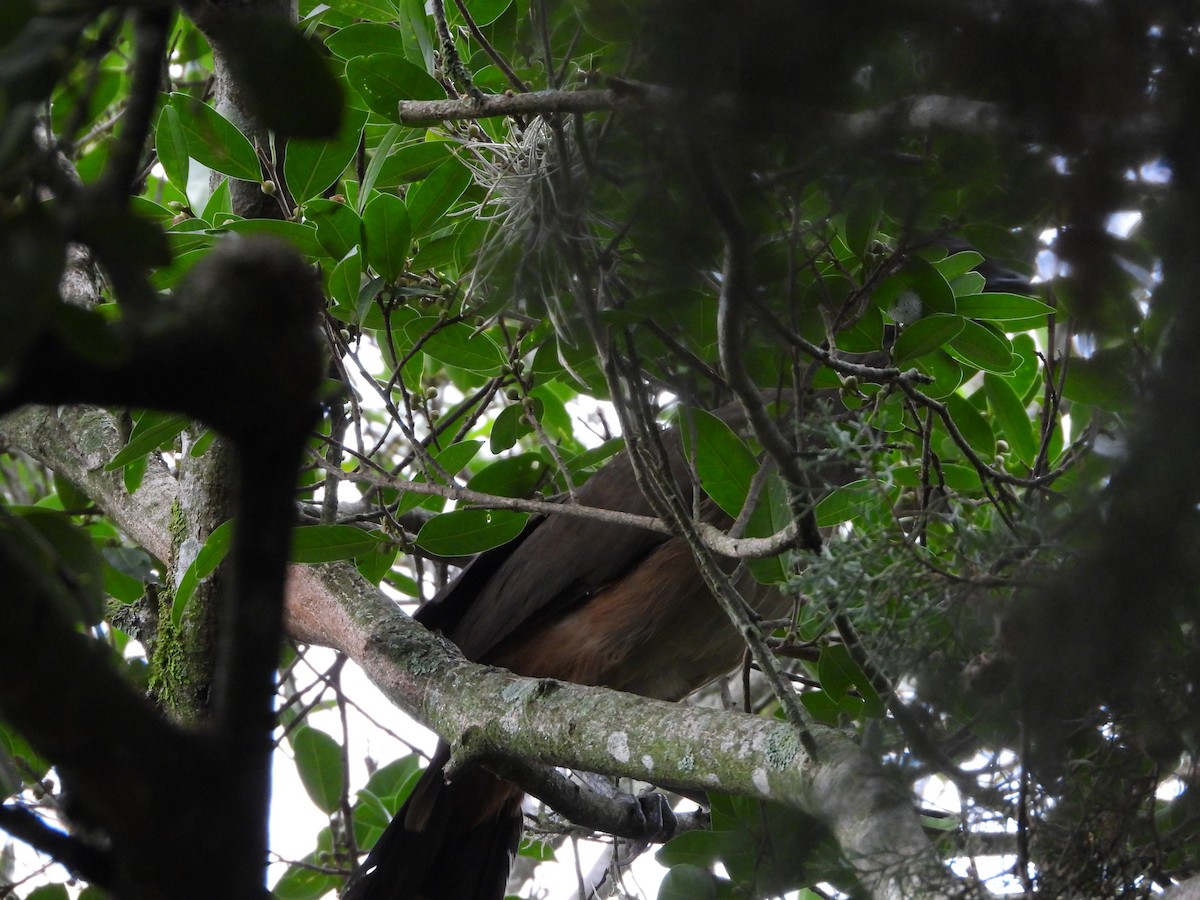 Чачалака рудогуза - ML645834419