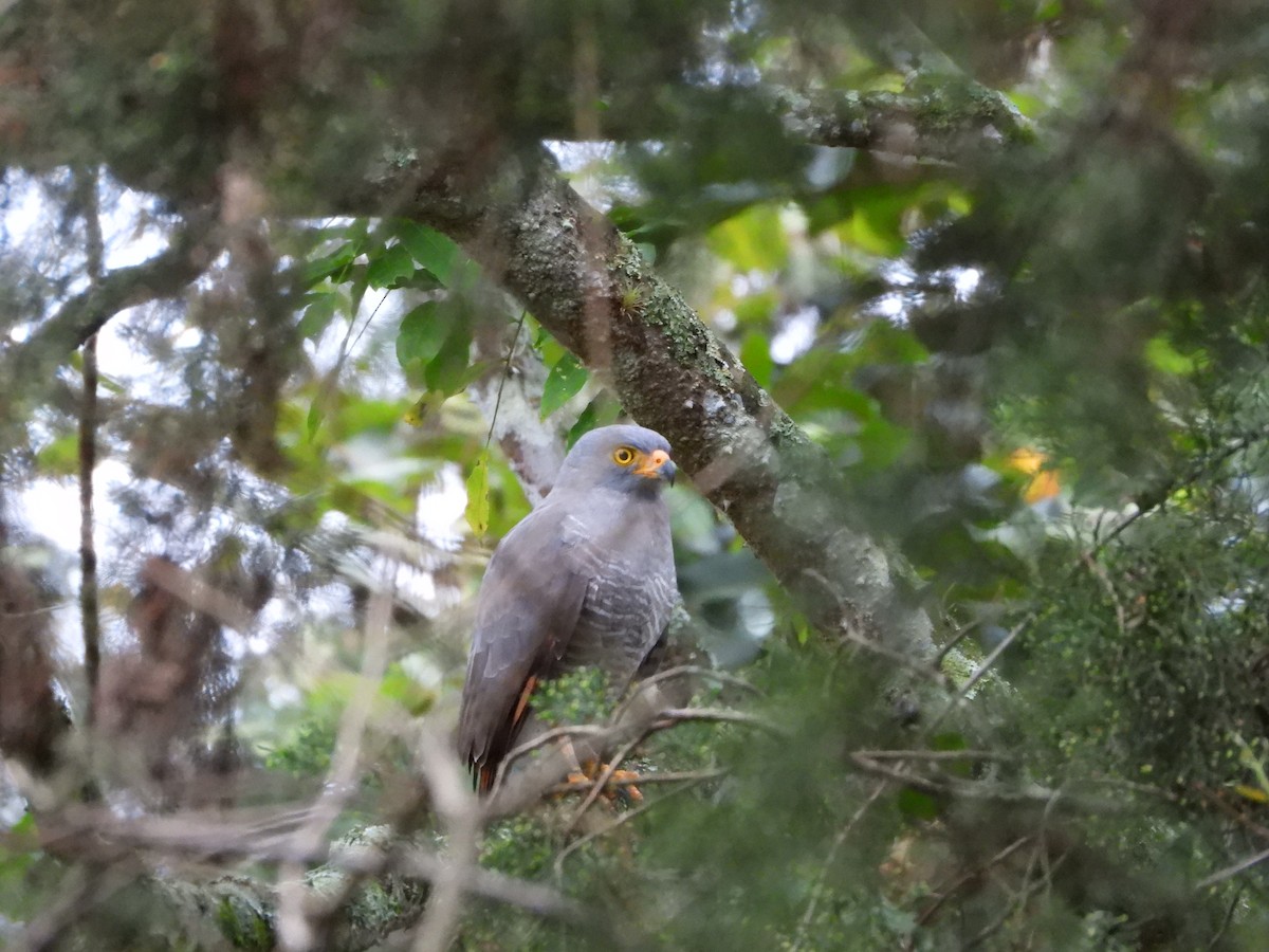 Roadside Hawk - ML645834433