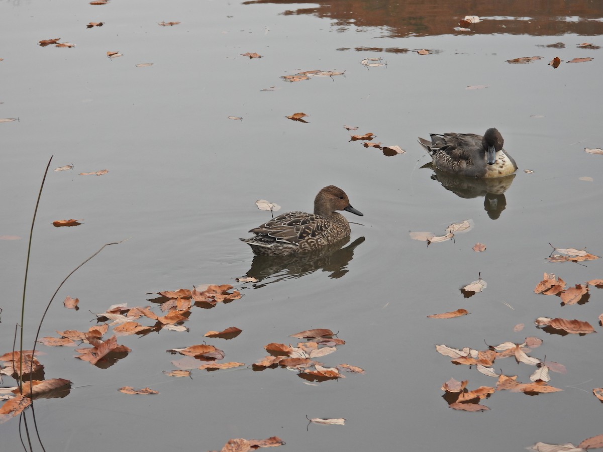 stjertand - ML645834445