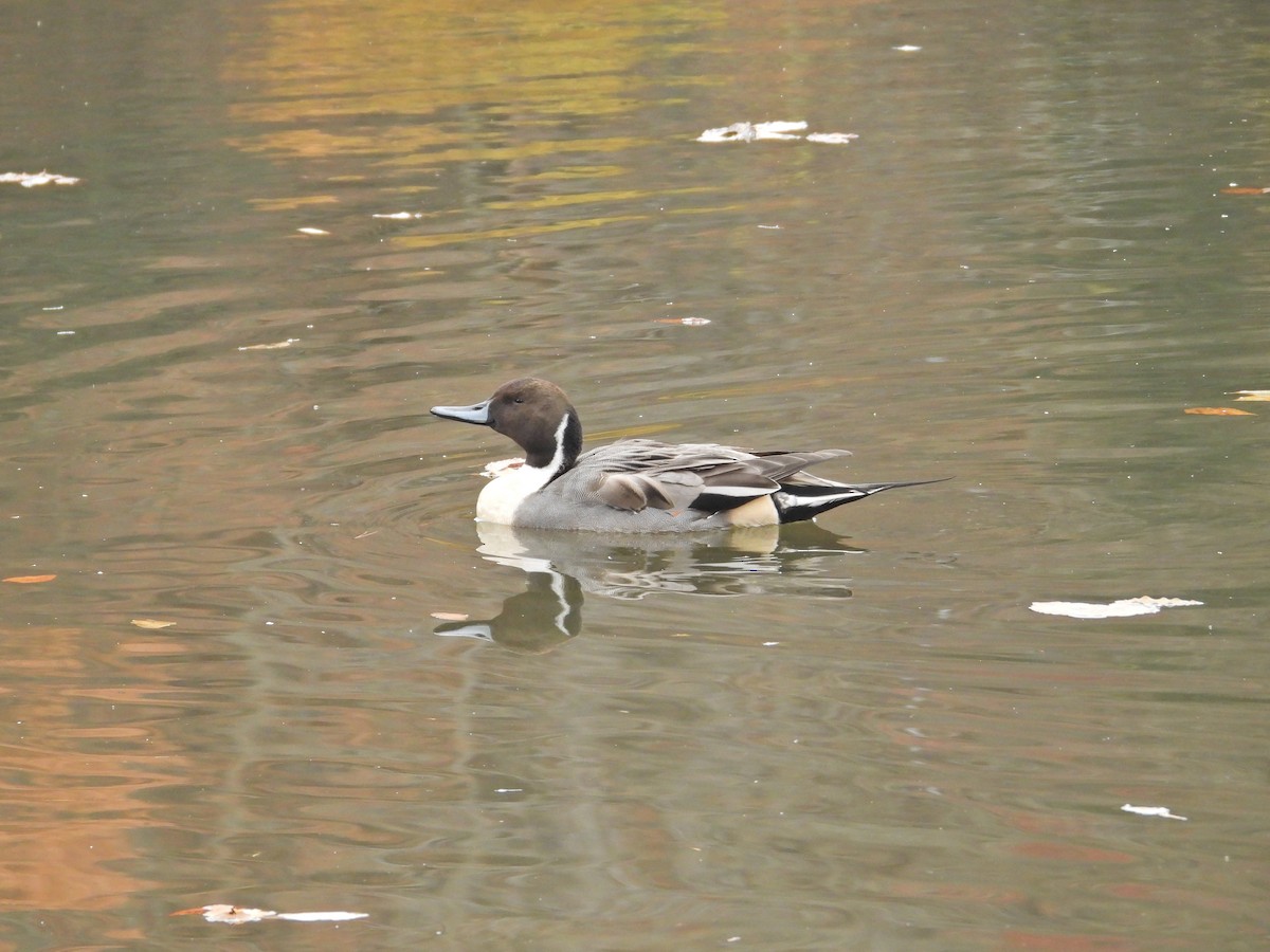 stjertand - ML645834446