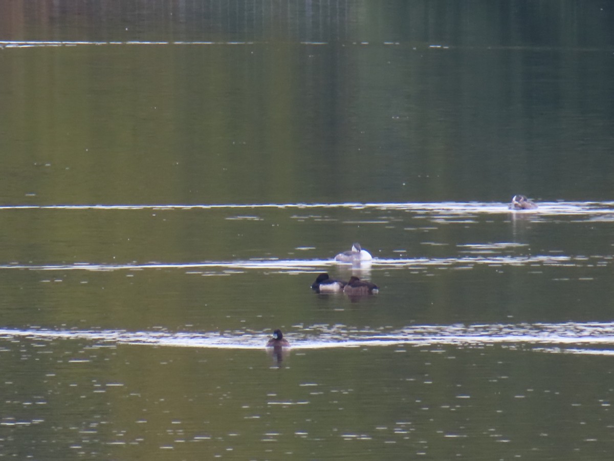 bergand - ML645834449