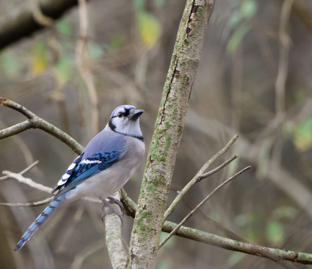 Blue Jay - ML645834455